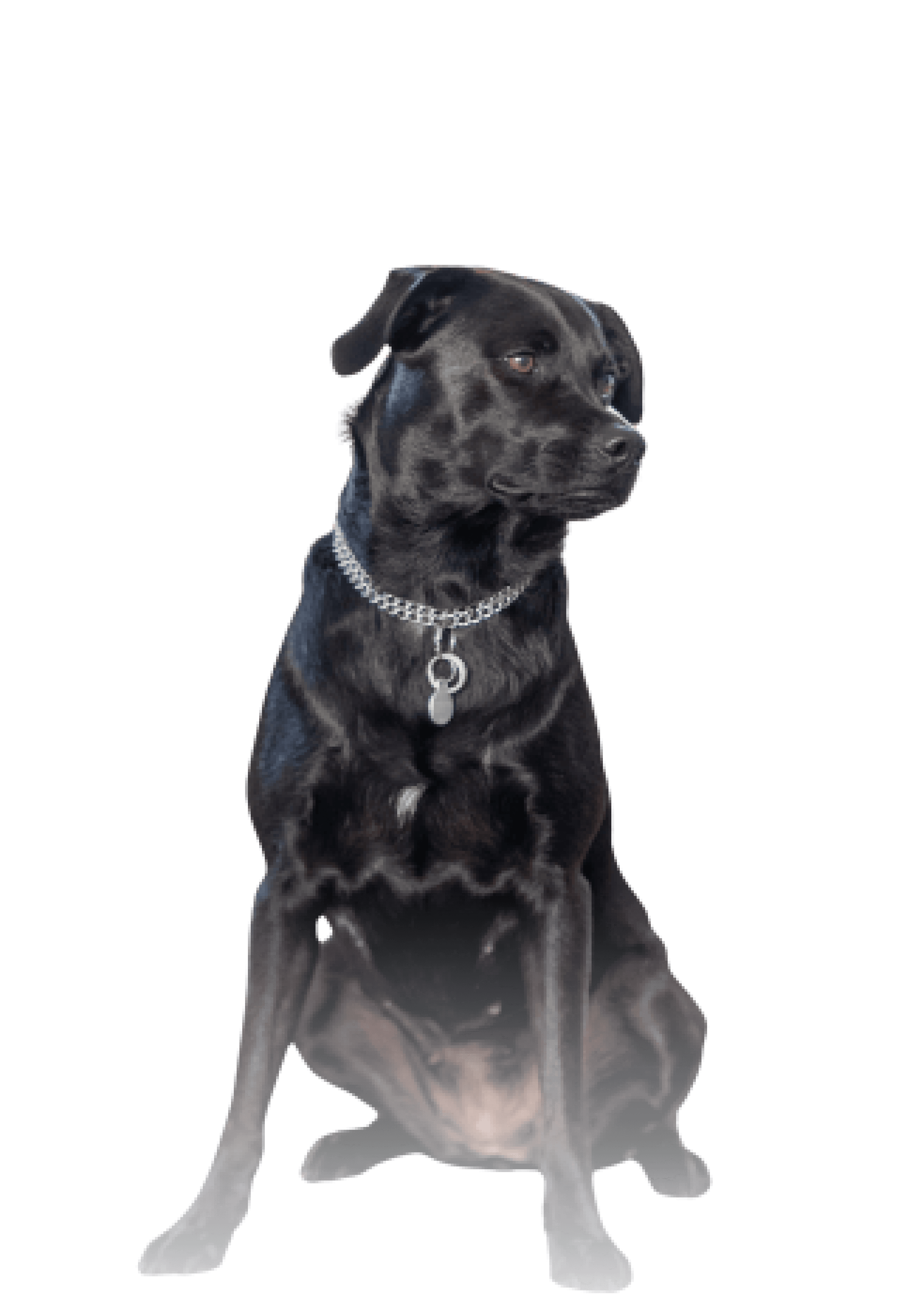 Ein schwarzer Hund mit Halskette sitzt und schaut nach links.